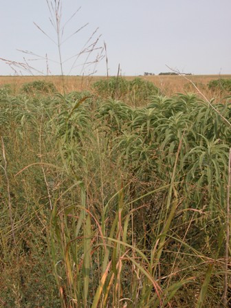03BOE_CRP_PLANTS3.JPG Image