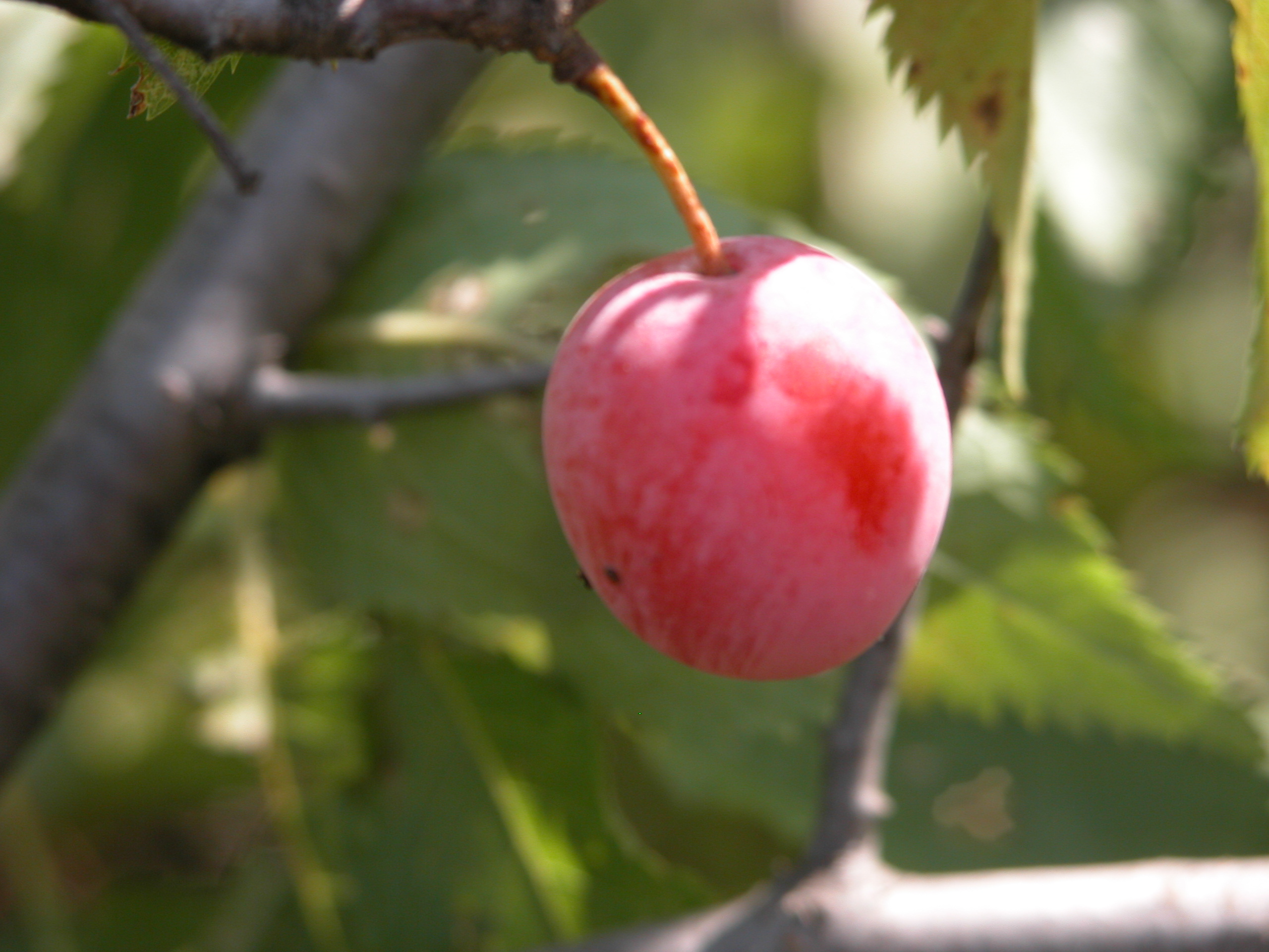 03_PLUM_FRUIT.JPG Image