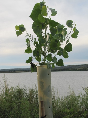 2010_006.jpg Image
