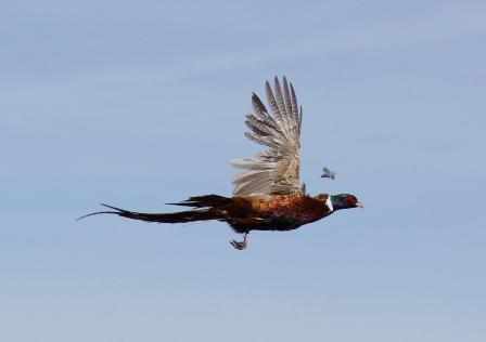 Pheasant3.jpg Image