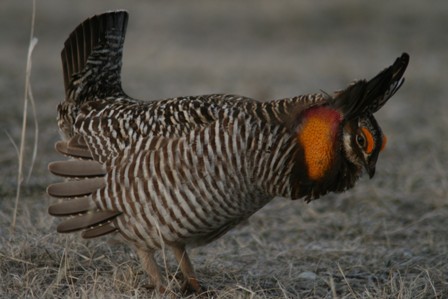 chicken_in_full_display.jpg Image