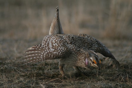 male_sharptail_full_display.jpg Image