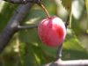 03_PLUM_FRUIT.JPG Image