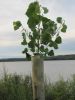 2010_006.jpg Image