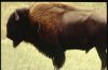 BISON.psd.jpg Image