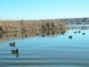DAVIDMARYALLEN_DUCK_HUNT_11.6.072007-11-06_0001.JPG Image