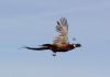Pheasant3.jpg Image