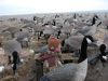 goose_camp072007-12-21_0003.JPG Image