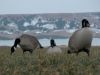 goose_camp072007-12-21_0009.JPG Image