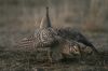 male_sharptail_full_display.jpg Image